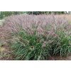 pennisetum red head
