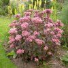 sedum matrona