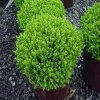 Hebe Emerald Green1