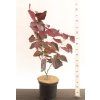 cercis forest Pansy