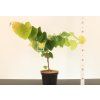 Cercis Canadensis Rising Sun