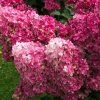 Hortenzie latnatá 'Pink Diamond' (Hydrangea paniculata 'Pink Diamond')