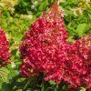 Hortenzie latnatá 'Wim's Red'® (Hydrangea paniculata 'Wim's Red')