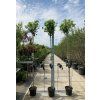 Liquidambar st. 'Gum Ball'
