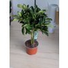 Schefflera arboricola ¨Gold Capella