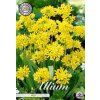 Allium moly