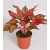 Aglaonema 'Crete Flame'