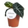 Alocasia 'Black Velvet'