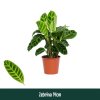 Calathea zebrina