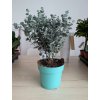 Eucalyptus Azura