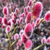 Salix gracilistyla 'Mount Aso' – Vrba půvabná
