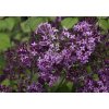 syringa bloomerang dark purple img 07441