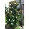 magnolia grandiflora little gem 100