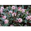 daphne odora aureomarginata fragrant hardy evergreen shrub a64