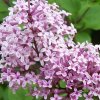 syringa palibin 2 1