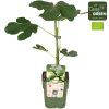 ficus