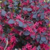 loropetalum black pearl chinese