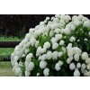 Hydrangea Annabelle