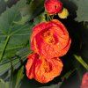 Abutilon1