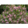 Syringa Bloomerang Pink Perfume