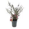 Leptospermum