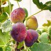 Ficus carica ‘Little Miss Figgy