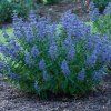 caryopteris cland heavenly blue