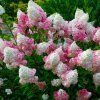hydrangea paniculata pink lady