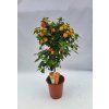 Lantana