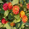 Lantana1