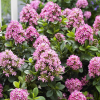 Escallonia Pink Elle