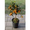 Kumquat1