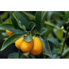 Kumquat