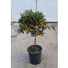 Kumquat velky