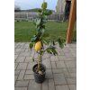 Citroník 80cm