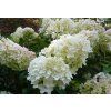 hydrangea paniculata silver dollar