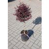 loropetalum na kmínku