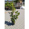 magnolia grandiflora 1