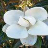 Magnolia Grandiflora