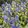 caryopteris clandonensis summer sorbet