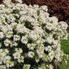 White dazzler1