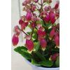 Kalanchoe Wendy2