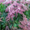 pieris japonica valley rose