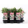 Sarcococca