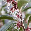 sarcococca winter gem