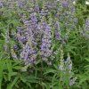 Vitex agnus castus Magical Summertime Blues