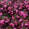Weigelia