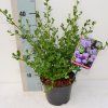 Ceanothus imp. Victoria