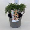 Potentilla
