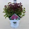 Spiraea2